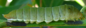 Larvae